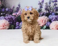Carrie, a female Cavapoo for sale in Los Angeles, CA – 1 of 5