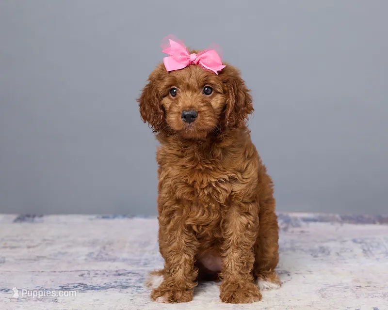 Mini - Cinnamon – Goldendoodle, Poodle - Toy  puppy for sale in Los Angeles, CA