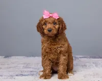 Mini - Cinnamon, a female Goldendoodle and Poodle - Toy  for sale in Los Angeles, CA – 1 of 5