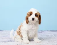 Cookie, a male Cavapoo and Poodle - Toy  for sale in Los Angeles, CA – 5 of 5