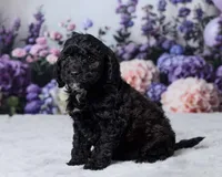 Zorro, a male Cavapoo and Poodle - Toy  for sale in Los Angeles, CA – 3 of 4