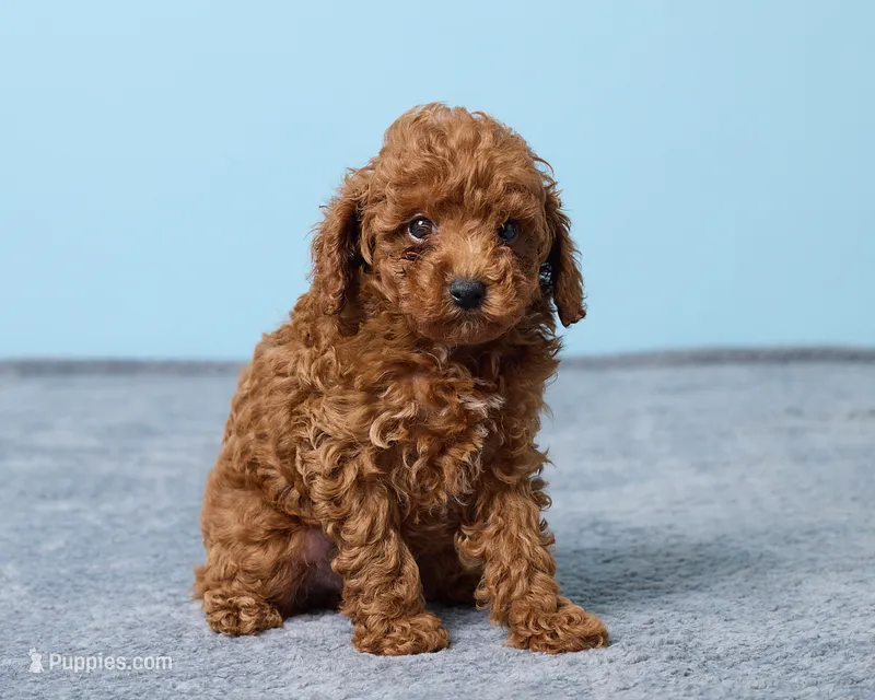 Blue – Poodle - Toy  puppy for sale in Los Angeles, CA