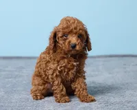 Blue, a male Poodle - Toy  for sale in Los Angeles, CA – 1 of 4