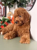 Mini F1B - Cinnamon, a female Goldendoodle and Miniature Goldendoodle for sale in Los Angeles, CA – 6 of 6