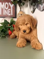 Bo, a male Goldendoodle for sale in Los Angeles, CA – 5 of 8