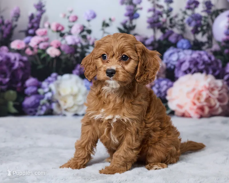 Honey – Cavapoo puppy for sale in Los Angeles, CA