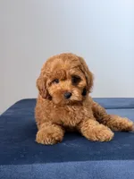 Candy, a female Cavapoo and Poodle - Toy  for sale in Los Angeles, CA – 4 of 5