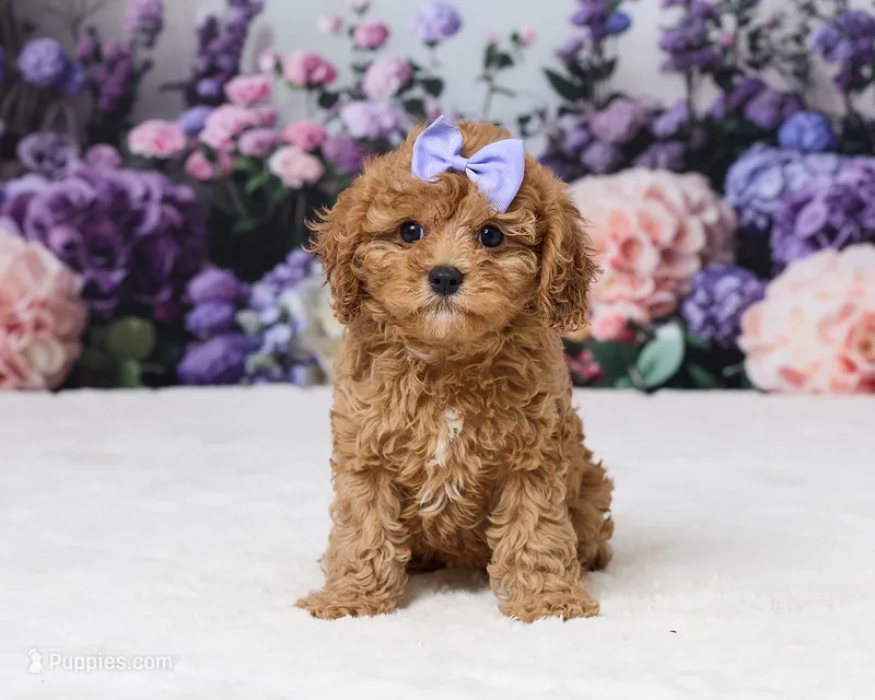 Toy size - Charlotte – Cavapoo puppy for sale in Los Angeles, CA