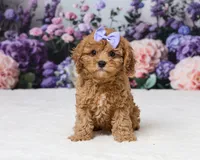 Toy size - Charlotte, a female Cavapoo for sale in Los Angeles, CA – 1 of 3