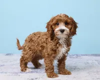 Pookie, a male Cavapoo and Poodle - Toy  for sale in Los Angeles, CA – 2 of 5