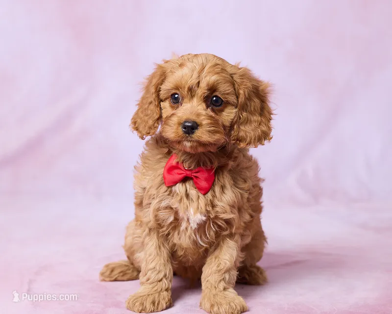 Huxley – Cavapoo, Poodle - Toy  puppy for sale in Los Angeles, CA