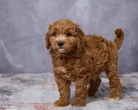 Winston, a male Poodle - Toy  and Miniature Goldendoodle for sale in Los Angeles, CA – 5 of 5
