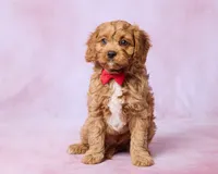 Rudy, a male Cavapoo and Poodle - Toy  for sale in Los Angeles, CA – 1 of 5