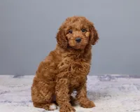 Mini - Cinnamon, a female Goldendoodle and Poodle - Toy  for sale in Los Angeles, CA – 5 of 5