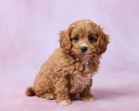 Moose, a male Cavapoo and Poodle - Toy  for sale in Los Angeles, CA – 2 of 4