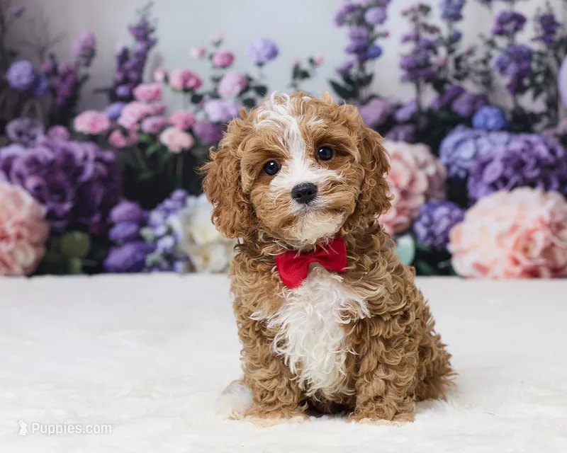 Aidan – Cavapoo puppy for sale in Los Angeles, CA