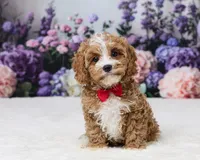 Aidan, a male Cavapoo for sale in Los Angeles, CA – 1 of 5