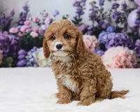 Samantha, a female Cavapoo for sale in Los Angeles, CA – 1 of 5