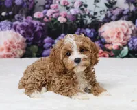 Aidan, a male Cavapoo for sale in Los Angeles, CA – 4 of 5