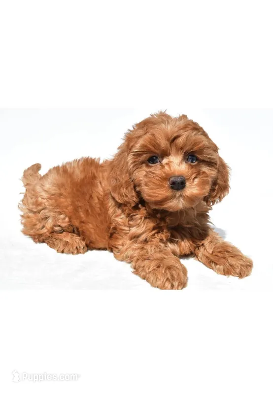 Jamie – Cavapoo puppy for sale in Los Angeles, CA