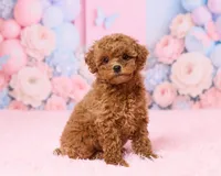 Teacup - Muffin, a female Poodle - Toy  for sale in Los Angeles, CA – 3 of 3