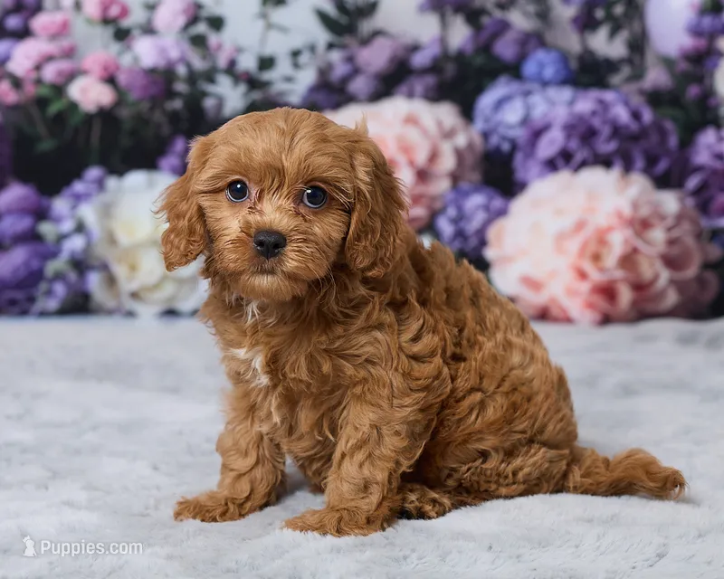 Creampuff – Cavapoo puppy for sale in Los Angeles, CA
