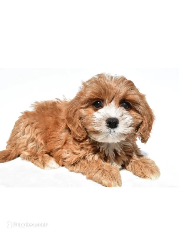 Joy – Cavapoo puppy for sale in Los Angeles, CA