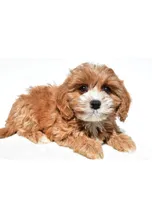 Joy, a female Cavapoo for sale in Los Angeles, CA – 1 of 4