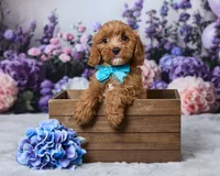 Teddy, a male Cavapoo for sale in Los Angeles, CA – 2 of 4