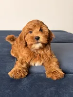 Breeze, a female Cavapoo and Poodle - Toy  for sale in Los Angeles, CA – 5 of 5