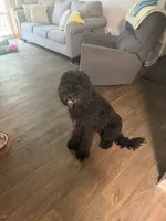 Birdie, a female Goldendoodle for sale in Taylors, SC – 1 of 10