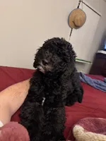 Birdie, a female Goldendoodle for sale in Taylors, SC – 4 of 10