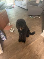 Birdie, a female Goldendoodle for sale in Taylors, SC – 2 of 10
