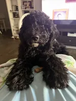 Birdie, a female Goldendoodle for sale in Taylors, SC – 8 of 10