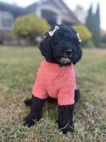 Birdie, a female Goldendoodle for sale in Taylors, SC – 6 of 10