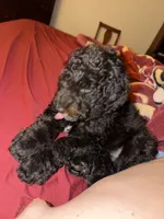 Birdie, a female Goldendoodle for sale in Taylors, SC – 7 of 10