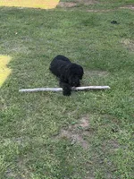Birdie, a female Goldendoodle for sale in Taylors, SC – 5 of 10