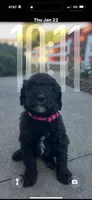 Birdie, a female Goldendoodle for sale in Taylors, SC – 9 of 10