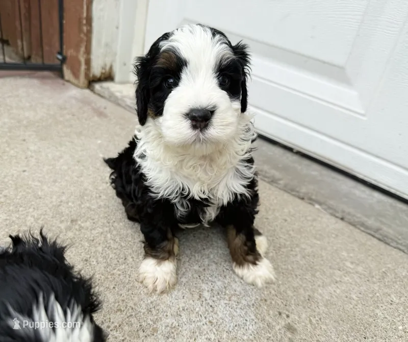 Valley – Miniature Bernedoodle puppy for sale in Manhattan, KS
