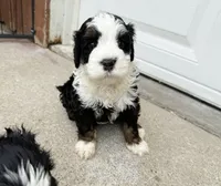 Valley, a female Miniature Bernedoodle for sale in Manhattan, KS – 1 of 3