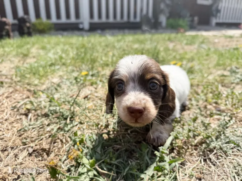 Brownie – Miniature Dachshund puppy for sale in Manhattan, KS