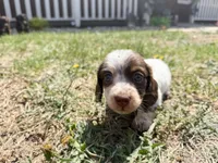 Brownie, a male Miniature Dachshund for sale in Manhattan, KS – Photo 1 of 4