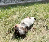 Brownie, a male Miniature Dachshund for sale in Manhattan, KS – Photo 2 of 4