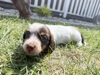 Brownie, a male Miniature Dachshund for sale in Manhattan, KS – Photo 4 of 4