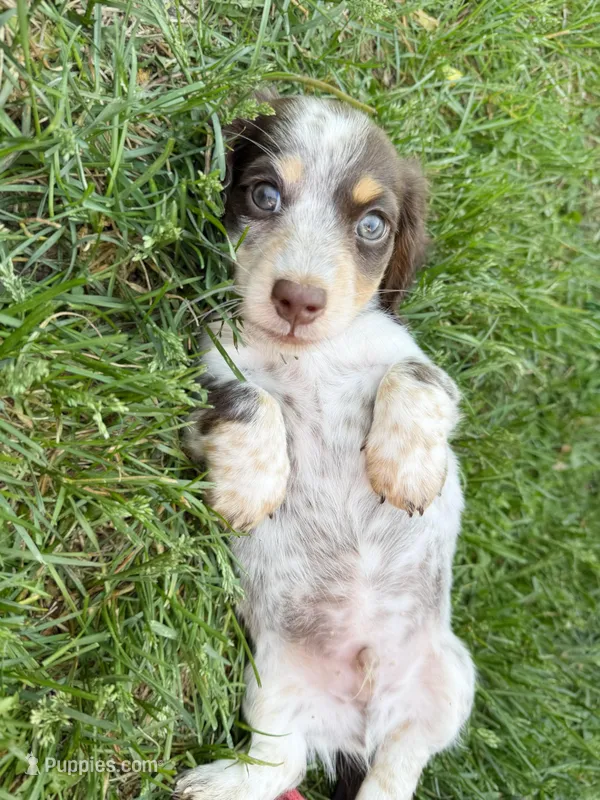 Brownie – Miniature Dachshund puppy for sale in Manhattan, KS