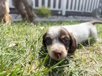 Brownie, a male Miniature Dachshund for sale in Manhattan, KS – Photo 3 of 4