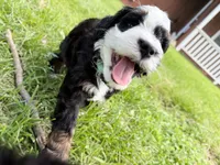 Piper, a female Miniature Bernedoodle for sale in Manhattan, KS – 2 of 4