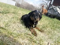 Aiden, a male Miniature Bernedoodle and Australian Labradoodle for sale in Manhattan, KS – Photo 4 of 4