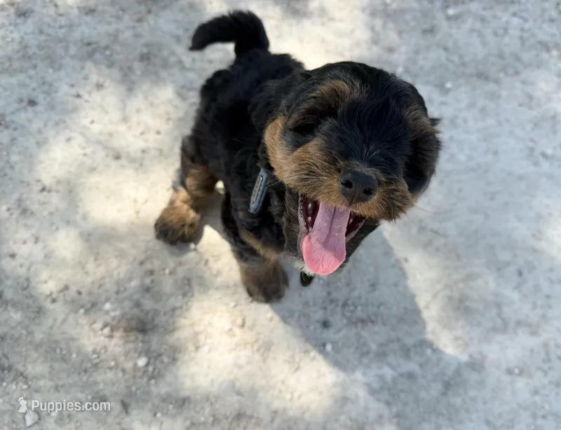 Aiden – Miniature Bernedoodle, Australian Labradoodle puppy for sale in Manhattan, KS