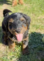 Aiden, a male Miniature Bernedoodle and Australian Labradoodle for sale in Manhattan, KS – Photo 1 of 4